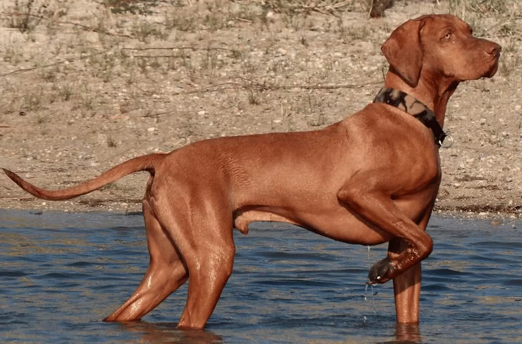 hauseofistanbul av köpeği