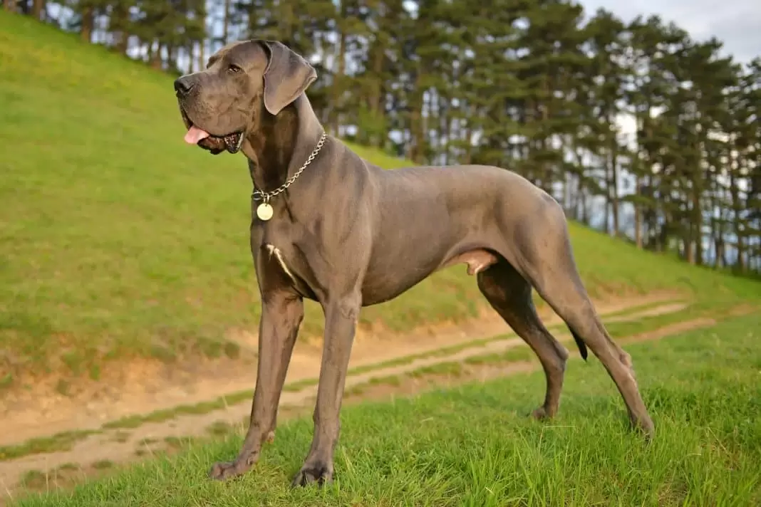 great dane