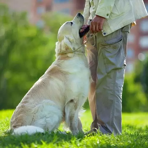 tuzla köpek eğitimi