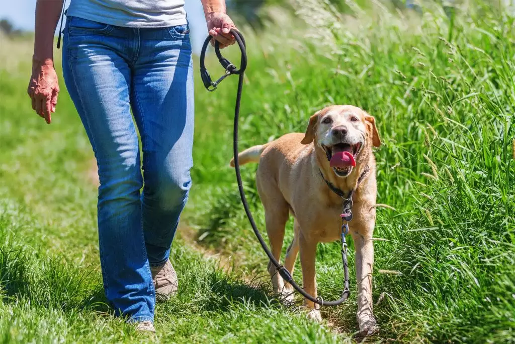 Maltepe Golden Köpek Eğitimi